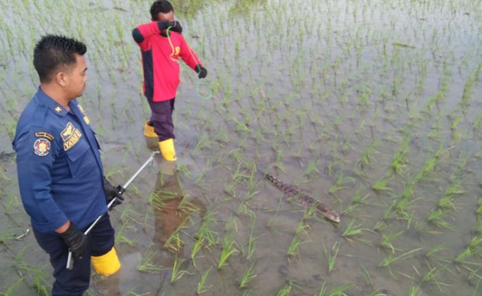 Bikin Kaget, Anakan Buaya Satu Meter Ditemukan Petani di Temayang Bojonegoro