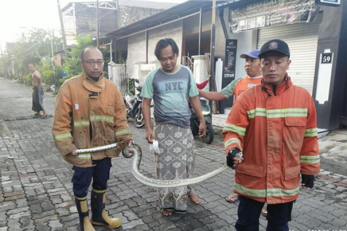 Damkar Gresik Tangkap Ular Piton 2 Meter di Rak Piring Warga