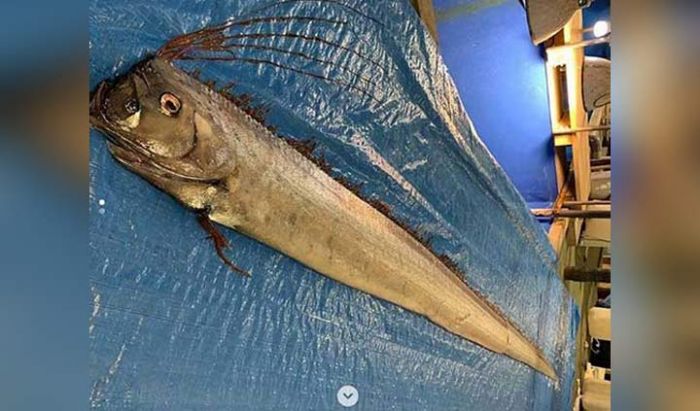 Ikan Dasar Laut Tertangkap, Jepang Khawatir segera Tsunami Ikan Dasar Laut Tertangkap, Jepang Khawatir segera Tsunami
