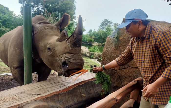 Bupati Pasuruan Resmikan Feeding Rhino di Baobab Safari Resort, Serunya Berinteraksi dengan Badak