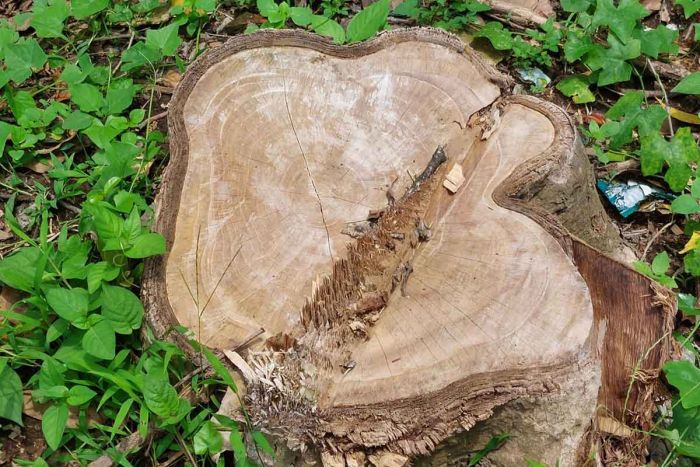 Penebangan Pohon di Sumber Air Kediri Marak, Pelaku Bisa Dipidanakan
