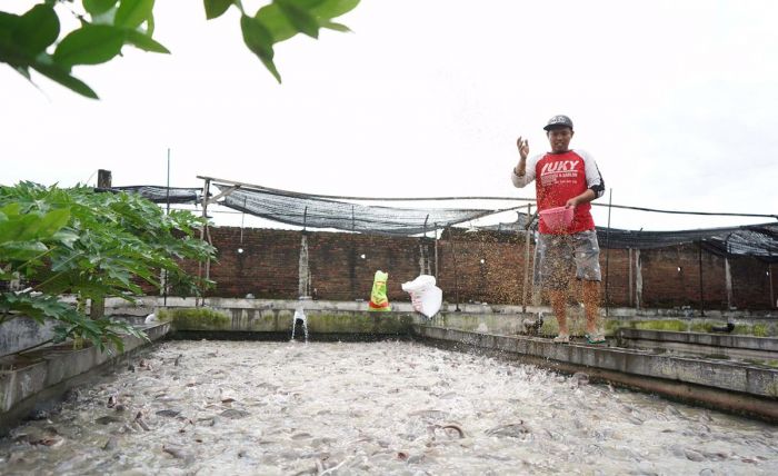 Pemkab Kediri Bakal Gelar Kontes Lele Jumbo