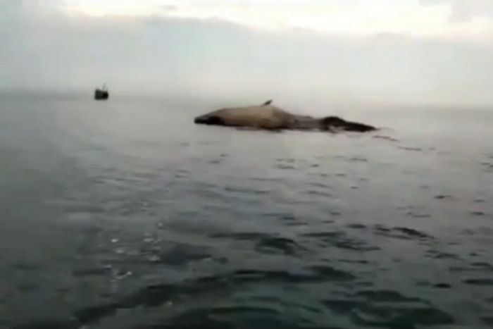 Paus Sepanjang 20 Meter Terdampar dan Sudah Membusuk di Perairan Sampang
