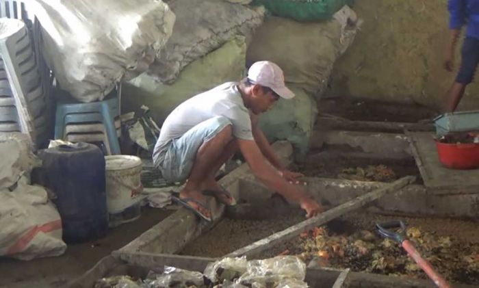 Luar Biasa, Sekelompok Pemuda di Tuban Berhasil Ubah Sampah Jadi Maggot Bernilai Jutaan Rupiah
