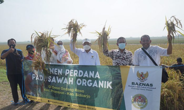 Baznas Jatim Gelar Panen Perdana Padi Sawah Organik di Prambon Sidoarjo
