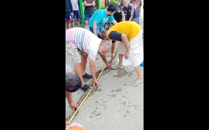 Kerap Meneror, Warga Perbon Tuban Ramai-ramai Tangkap Ular Piton 4 Meter