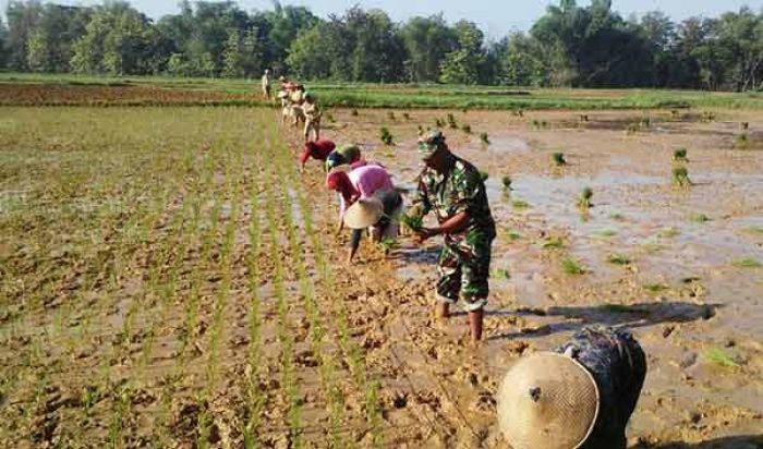 Tanam Padi Serentak di Konang Bangkalan Dimotori Babinsa Tanam Padi Serentak di Konang Bangkalan Dimotori Babinsa