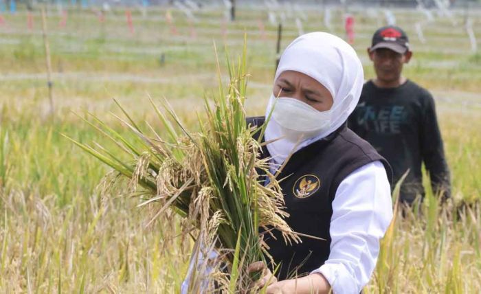 Sensus Pertanian 2023, Gubernur Khofifah Optimis Hasil Data Akurat Jadi Acuan Kebijakan yang Tepat Sensus Pertanian 2023, Gubernur Khofifah Optimis Hasil Data Akurat Jadi Acuan Kebijakan yang Tepat