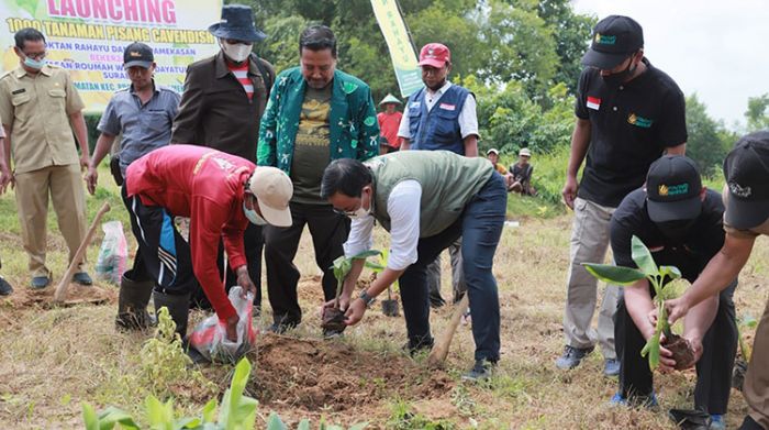 Bupati Pamekasan Launching Penanaman 1.000 Pisang Cavendish di Desa Samatan