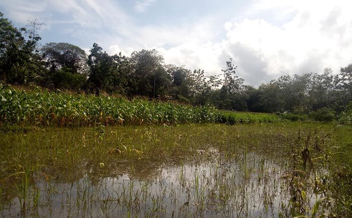 Banjir, Ratusan Hektare Lahan Pertanian di Trenggalek Rusak