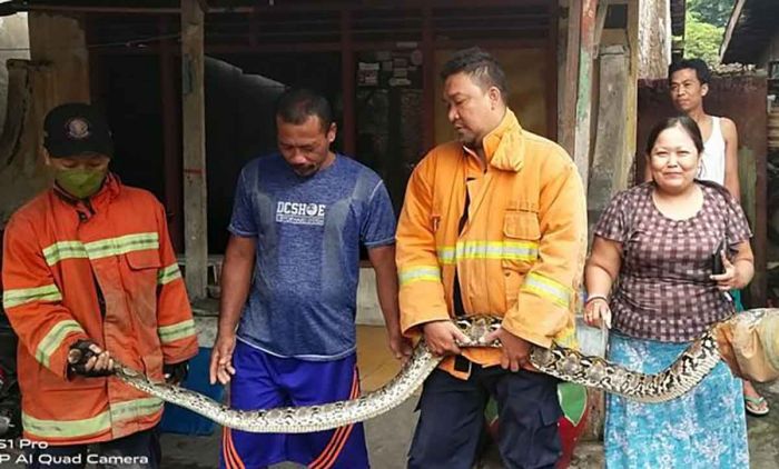 Masuk Kandang Ayam, Damkar Gresik Tangkap Piton Sepanjang 4 Meter Masuk Kandang Ayam, Damkar Gresik Tangkap Piton Sepanjang 4 Meter