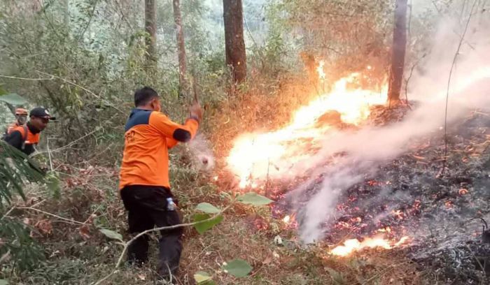 Kebakaran Gunung Lawu Meluas ke Jawa Tengah, BNPB-BPBD Lakukan ini
