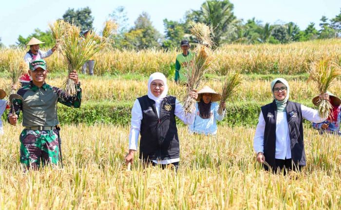 Panen Raya Padi Varietas Inpari 32 di Blitar, Gubernur Khofifah Apresiasi Poktan Gardu Rukun II