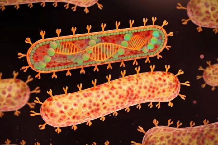 Kemenkes Waspadai Potensi Penularan Virus Marburg Kemenkes Waspadai Potensi Penularan Virus Marburg