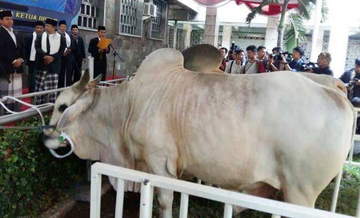 Jokowi dan Jusuf Kalla Kurban Sapi Jokowi dan Jusuf Kalla Kurban Sapi