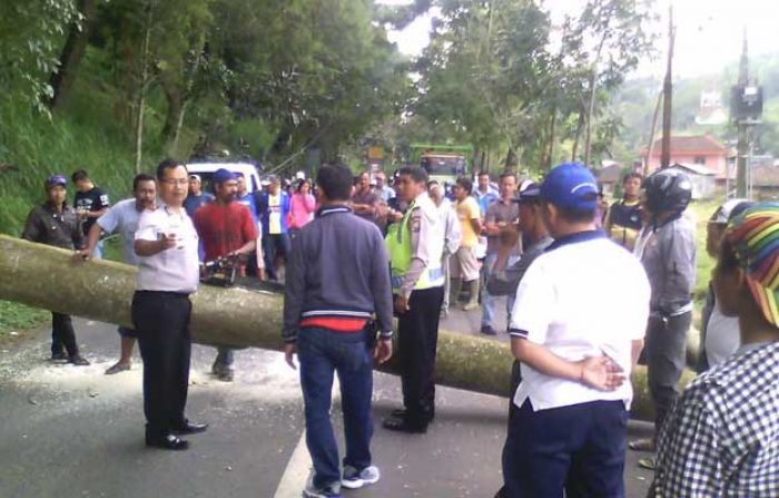 Pohon Sengon di Pujon Tumbang Usai Diterpa Angin Kencang Pohon Sengon di Pujon Tumbang Usai Diterpa Angin Kencang
