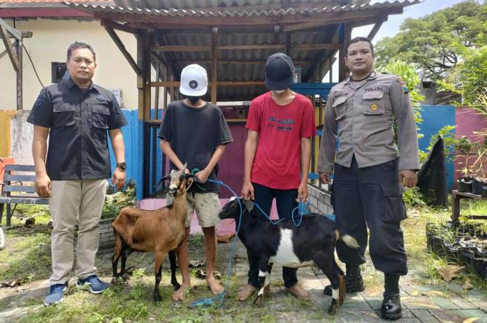 Curi Kambing, 2 ABG di Gresik Ditangkap Polisi