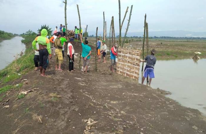 Waspadai Banjir Susulan, Warga Perbaiki Tanggul Ingas yang Jebol di Baureno