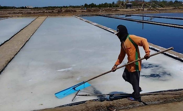 Curhat Petani Garam di Pamekasan: Kualitas Bagus, Harga Turun! Curhat Petani Garam di Pamekasan: Kualitas Bagus, Harga Turun!