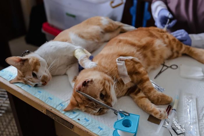126 Kucing di Jakarta Utara Disterilisasi