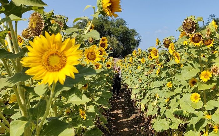 Sulap Lahan Kosong Jadi Kebun Bunga Matahari, Kota Kediri Miliki Spot Swafoto Baru
