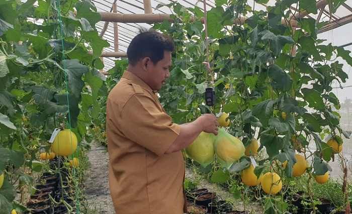 Sukses Budi Daya Melon Konsep Greenhouse, Perangkat Desa Tanjangawan Beberkan Resepnya