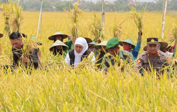 Gubernur Khofifah Panen Padi Varietas Unggul di Tuban Gubernur Khofifah Panen Padi Varietas Unggul di Tuban