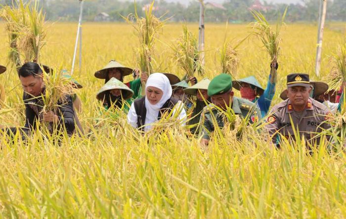 Gubernur Khofifah Panen Padi Varietas Unggul di Tuban