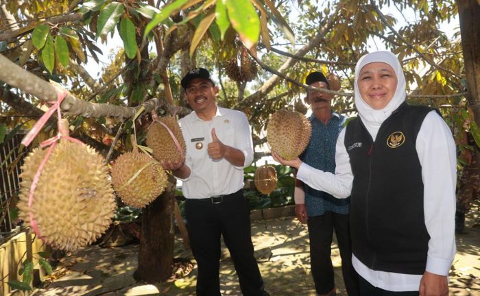 Ke Kampung Durian Ngawi, Gubernur Khofifah Dorong Inovasi Petik-Olah-Kemas-Jual Teknik Frozen Fruit Ke Kampung Durian Ngawi, Gubernur Khofifah Dorong Inovasi Petik-Olah-Kemas-Jual Teknik Frozen Fruit