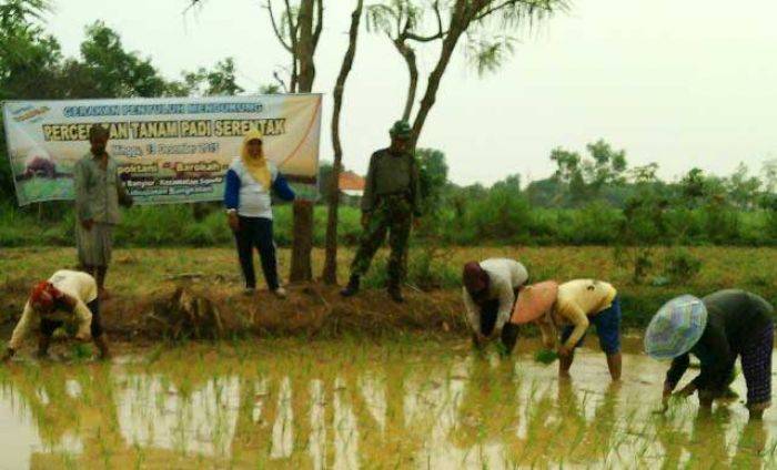 Babinsa Banyior Bangkalan Bantu Petani Tanam Padi Babinsa Banyior Bangkalan Bantu Petani Tanam Padi