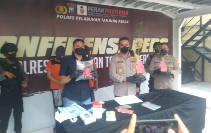 Jadi Kurir Ganja, Duo Residivis di Surabaya Diringkus, Polisi Temukan Tanaman Ganja dalam Pot