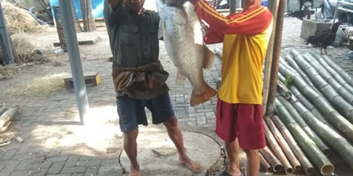 Hasil perolehan mancing ikan kakap putih di Teluk Lamong.