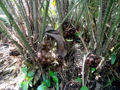 ?salak wedi sebelum dipanen dari kebun.foto:eky nurhadi/bangsaonline