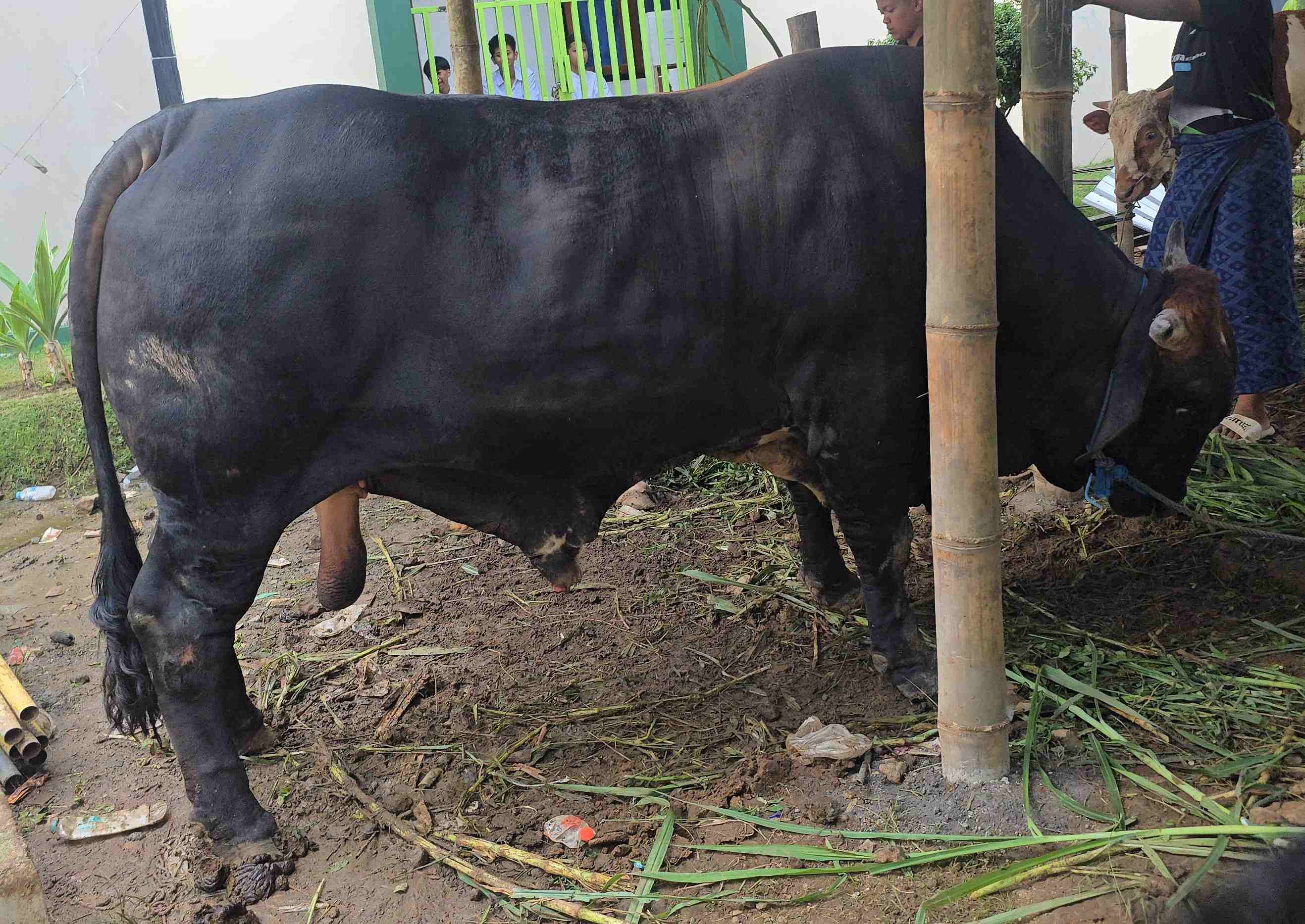 Sapi kurban kiriman Presiden Prabowo Subianto di Pondok Pesantren Amanatul Ummah Pacet Mojokerto Jawa Timur,  Selasa (26/6/2026). Foto: m mas