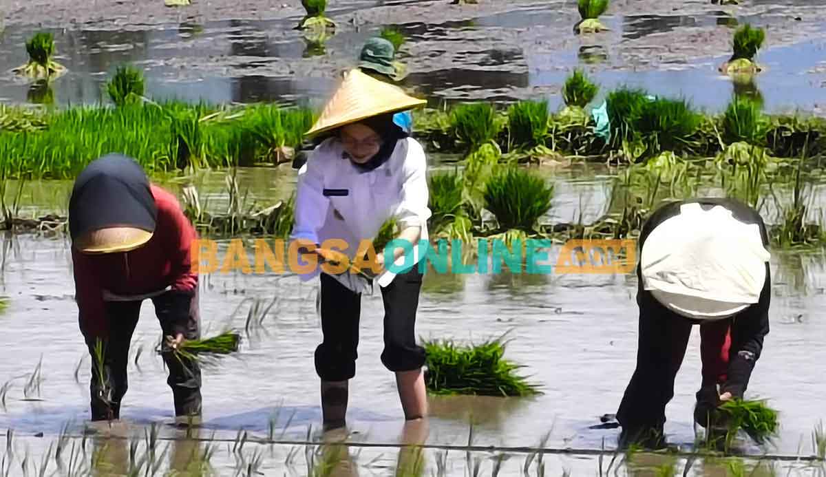 Tanam Padi di Kelurahan Ngampel, Wali Kota Kediri Dukung Program Presiden Prabowo