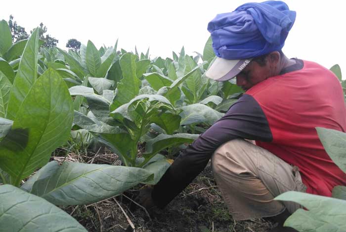 Seorang petani tengah memanen tembakau.