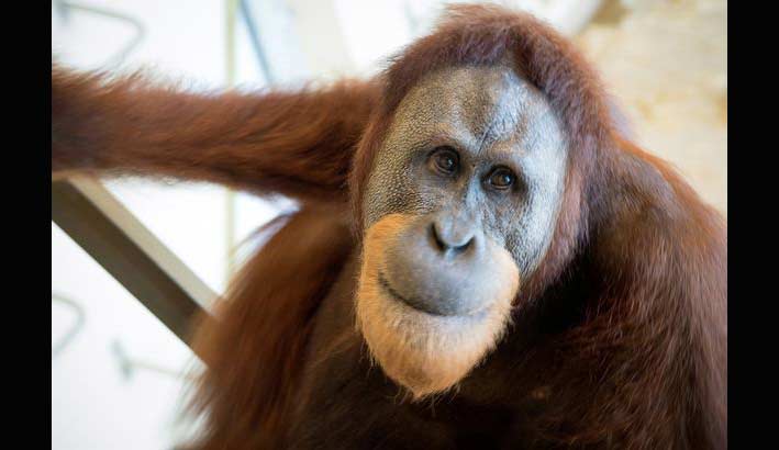 Rocky, orangutan cerdas. foto: repro mirror.co.uk