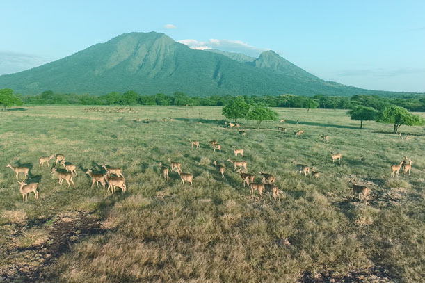 Savana Bekol salah satu destinasi wisata yang berada di Taman Nasional Baluran. 