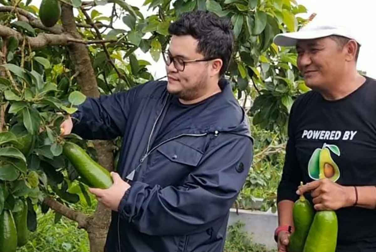 Bupati Kediri, Hanindhito Himawan Pramana, didampingi Agus Joko Susilo saat memetik alpukat kelud. Foto: Ist