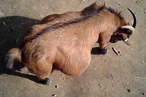 Setelah lahir, si bayi kambing bertanya: Bapak di mana, Mami? 
Induk kambing menjawab: Bapakmu diduga dipenjara 15 tahun. 
foto: mirror.co.uk