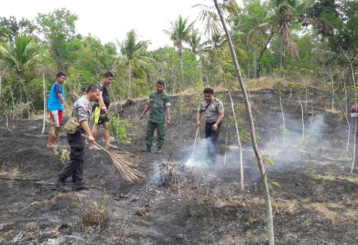Kondisi kebun sengon yang ludes terbakar.