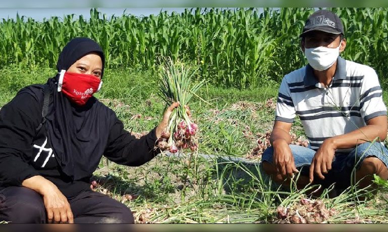 Yayuk Anisa, S.P., M.Agr., PPL Dinas Pertanian dan Perkebunan Kabupaten Kediri bersama salah seorang petani saat panen bawang merah. foto: MUJI HARJITA/ BANGSAONLINE