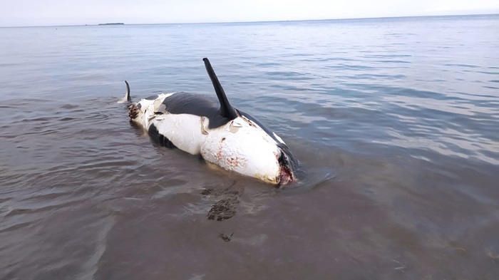 Ikan paus orca yang mati terdampar di Pantai Bangsring, Banyuwangi.