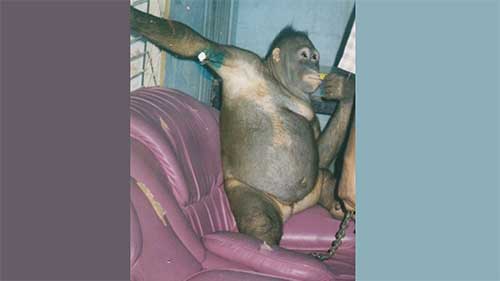 Pony, Orangutan yang jadi pelacur primadona di lokalisasi. foto: istimewa