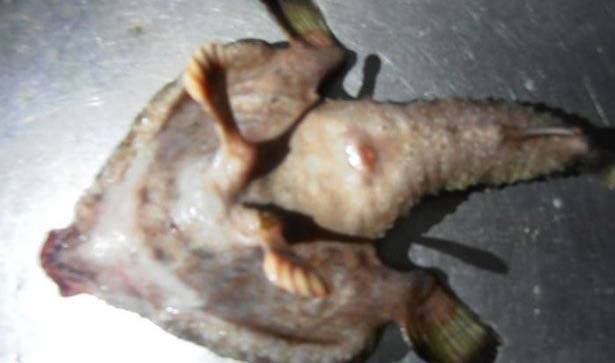 tampilan ikan di bagian perutnya. foto: repro mirror.co.uk