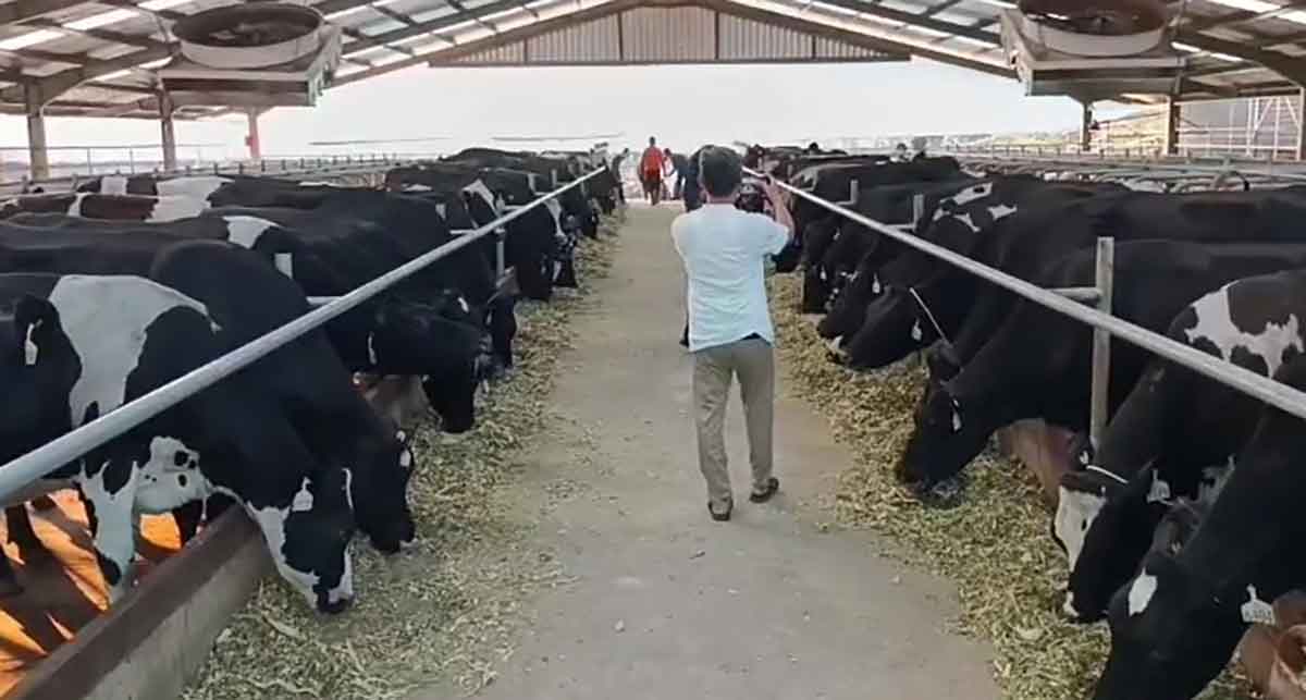 Peternak Pasuruan Sukses Budidaya Sapi Australia dengan Cara ini