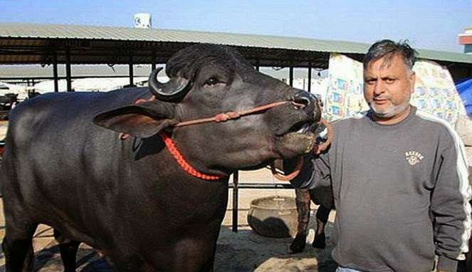 Banteng ini ditawar Rp 24 miliar. Foto: daily mail/merdeka.com