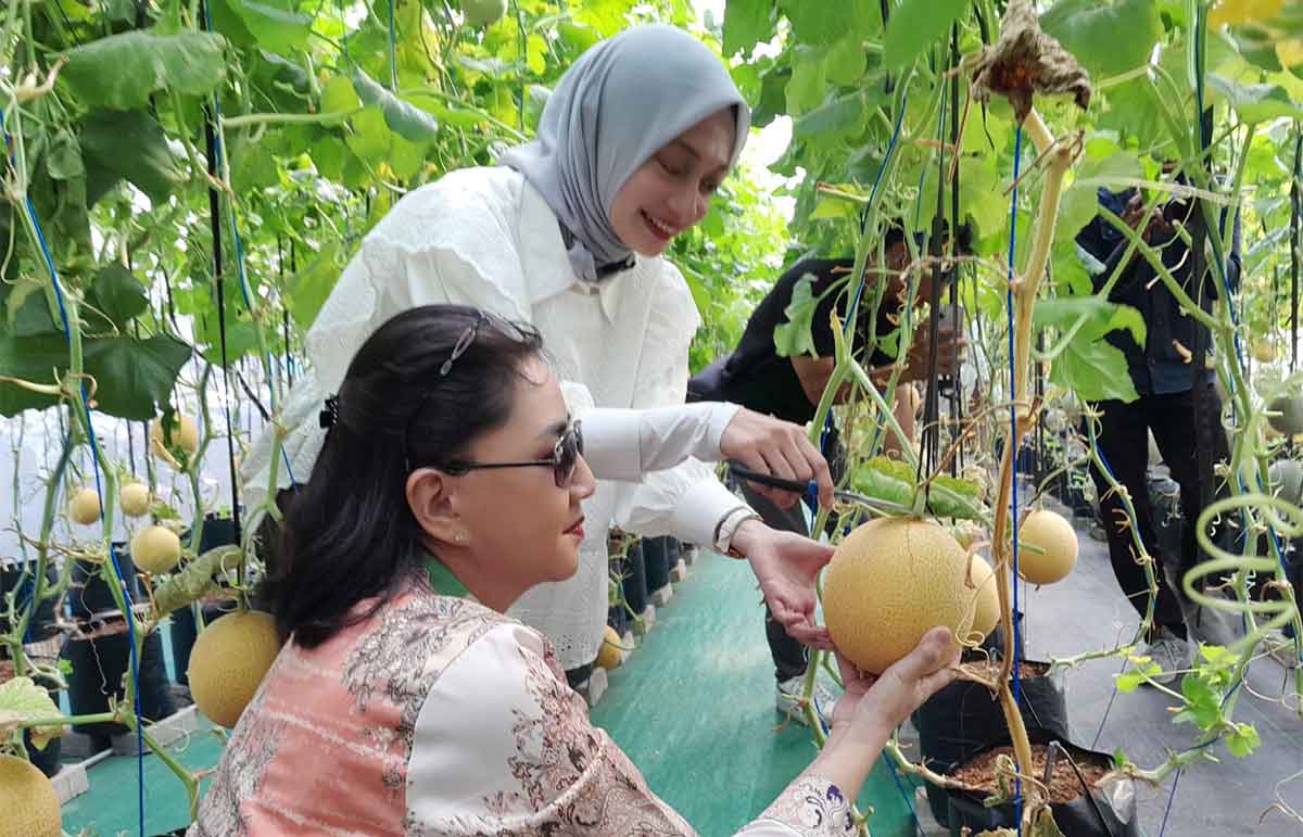 Bakal calon Wali Kota Kediri, Vinanda Prameswati (berhijab) saat ikut memanen melon. Foto: Ist