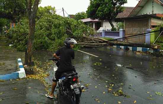 Pohon tumbang di Jl Dr. Soetomo, saat diterjang puting beliung. 