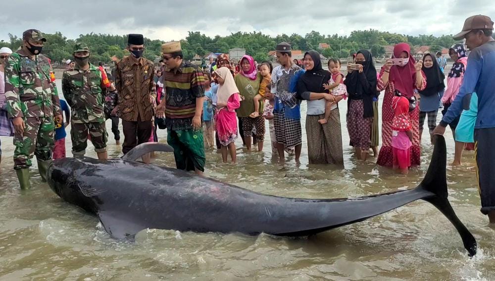 Ikan paus yang terdampar di pesisir Modung Bangkalan Madura jadi tontonan masyarakat sekitar. Tampak KH Muchlis Muhsin bersama camat dan aparat keamamanan serta masyarakat setempat. foto: ist/ bangsaonline.com
